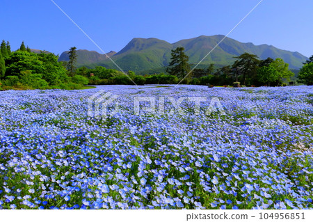 Kuju Mountain Range and Nemophila Fields (Kusumi Town, Oita Prefecture) 104956851