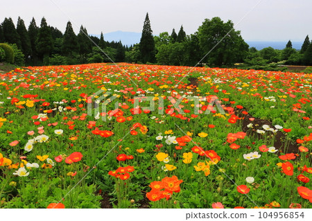 Poppy fields in Kuju Plateau (Kuju Town, Oita Prefecture) Poppy fields in Kuju Plateau (Kuju Town, Oita Prefecture) 104956854
