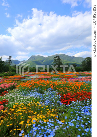 Kuju mountain range and spring flower garden (Kusumi Town, Oita Prefecture, vertical composition) Kuju mountain range and spring flower garden (Kusumi Town, Oita Prefecture, vertical composition) 104956855