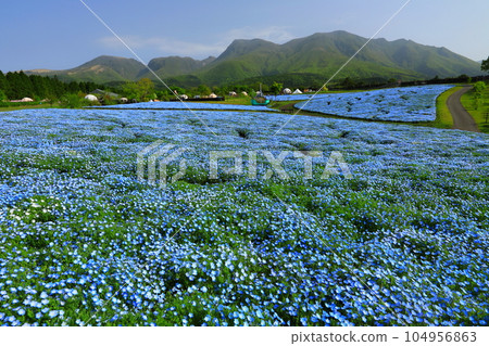 Kuju Mountain Range and Nemophila Fields (Kusumi Town, Oita Prefecture) Kuju Mountain Range and Nemophila Fields (Kusumi Town, Oita Prefecture) 104956863
