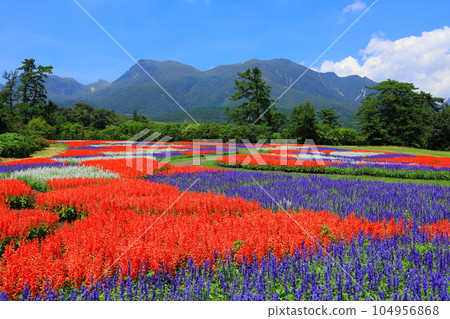 Kuju Mountain Range and Salvia Fields (Kusumi Town, Oita Prefecture) Kuju Mountain Range and Salvia Fields (Kusumi Town, Oita Prefecture) 104956868