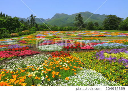 Kuju mountain range and spring flower garden (Kusumi Town, Oita Prefecture) Kuju mountain range and spring flower garden (Kusumi Town, Oita Prefecture) 104956869