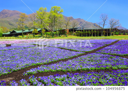 Kuju mountain range and pansy fields (Kusumi Town, Oita Prefecture) Kuju mountain range and pansy fields (Kusumi Town, Oita Prefecture) 104956875