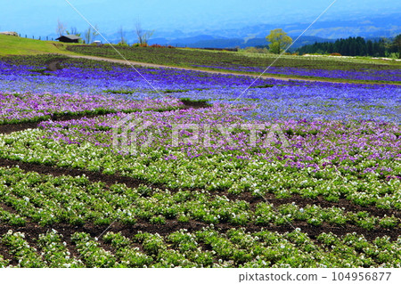 Kuju mountain range and pansy fields (Kusumi Town, Oita Prefecture) Kuju mountain range and pansy fields (Kusumi Town, Oita Prefecture) 104956877