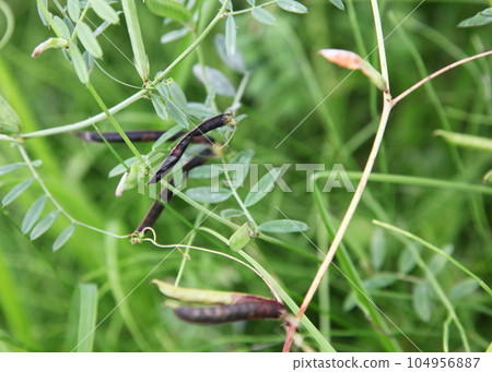 黑豌豆的黑豆莢（水果） 104956887