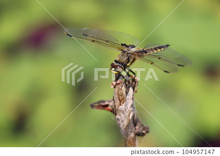 A dragonfly perched on dry grass 104957147