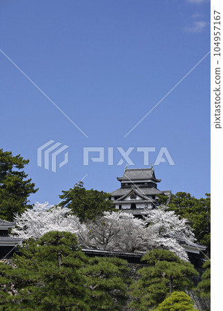 松江城堡在春天 104957167