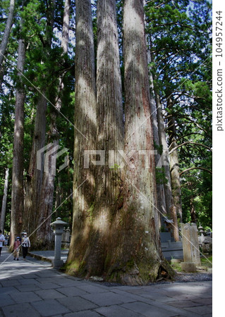 Scenery of Okunoin on Mt. Koya, a World Heritage site Scenery of Okunoin on Mt. Koya, a World Heritage site 104957244