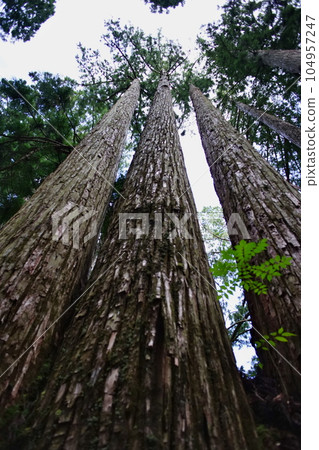 Scenery of Okunoin on Mt. Koya, a World Heritage site Scenery of Okunoin on Mt. Koya, a World Heritage site 104957247