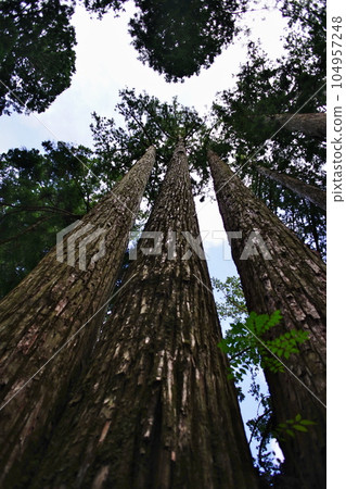 Scenery of Okunoin on Mt. Koya, a World Heritage site Scenery of Okunoin on Mt. Koya, a World Heritage site 104957248