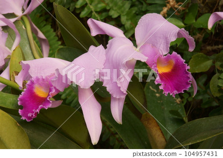 卡特蘭 卡特蘭 104957431