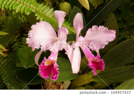 Cattleya Cattleya 104957437