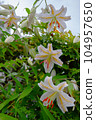Lily  104957650