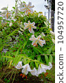 Lily  104957720