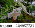 Lily  104957721