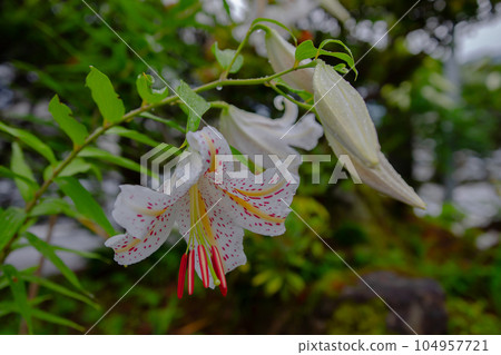 百合 百合 104957721