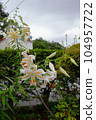 Lily  104957722
