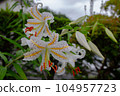 Lily  104957723