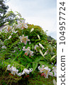 Lily  104957724