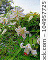 Lily  104957725