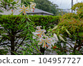 Lily  104957727