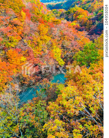八幡平、松川溪谷的紅葉(森大橋附近) 八幡平、松川溪谷的紅葉(森大橋附近) 104958084
