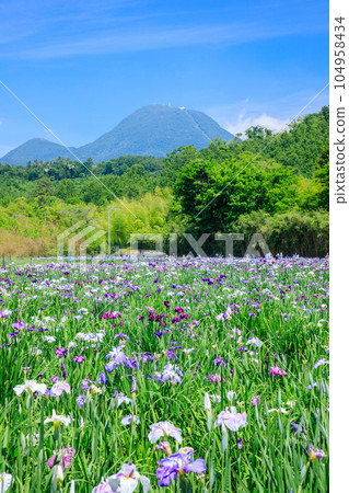 初夏的神樂目湖,鳶尾花,大分縣別府市 初夏的神樂目湖,鳶尾花,大分縣別府市 104958434
