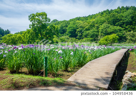 初夏的神樂目湖，鳶尾花，大分縣別府市 104958436