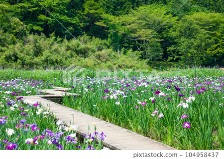 初夏的神樂目湖,鳶尾花,大分縣別府市 初夏的神樂目湖,鳶尾花,大分縣別府市 104958437