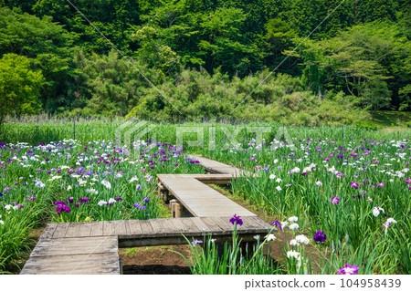初夏的神樂目湖，鳶尾花，大分縣別府市 104958439