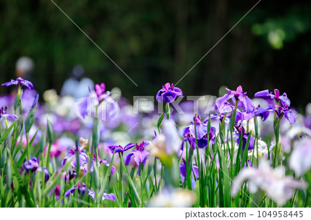 初夏的神樂目湖,鳶尾花,大分縣別府市 初夏的神樂目湖,鳶尾花,大分縣別府市 104958445
