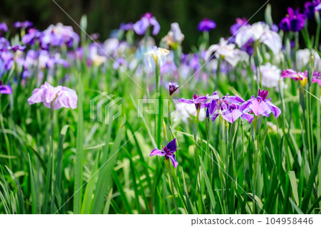 初夏的神樂目湖,鳶尾花,大分縣別府市 初夏的神樂目湖,鳶尾花,大分縣別府市 104958446