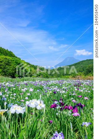 初夏的神樂目湖,鳶尾花,大分縣別府市 初夏的神樂目湖,鳶尾花,大分縣別府市 104958450
