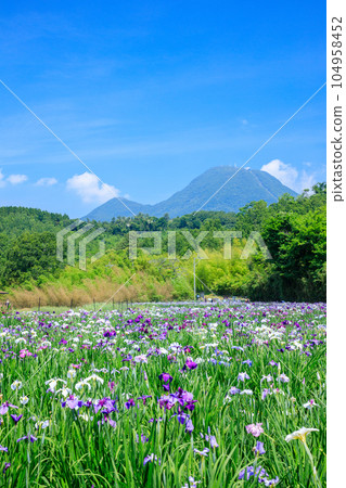 初夏的神樂目湖,鳶尾花,大分縣別府市 初夏的神樂目湖,鳶尾花,大分縣別府市 104958452
