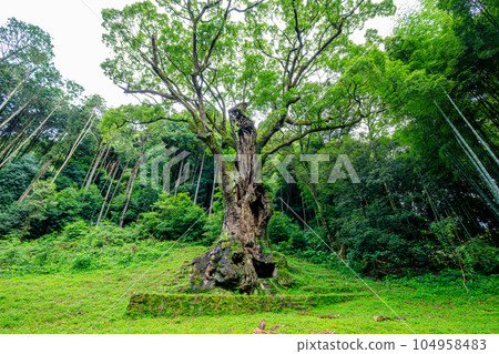 Large camphor tree in Takeo in summer (Takeo City, Saga Prefecture) 104958483