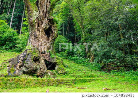 Large camphor tree in Takeo in summer (Takeo City, Saga Prefecture) 104958485