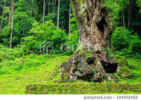 Large camphor tree in Takeo in summer (Takeo City, Saga Prefecture) Large camphor tree in Takeo in summer (Takeo City, Saga Prefecture) 104958489