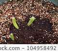 sprouted cactus 104958492