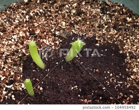 sprouted cactus sprouted cactus 104958492