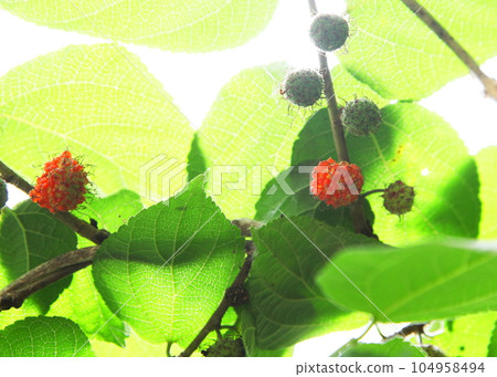 red fruit of mulberry 104958494