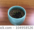 sprouted cactus 104958526