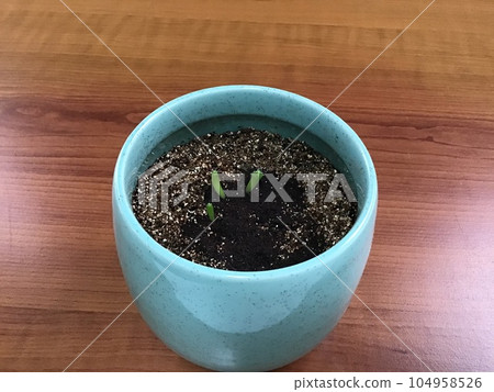 sprouted cactus sprouted cactus 104958526
