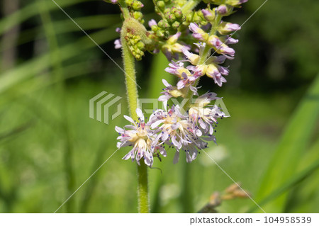 Close-up of pink flowers of Chidakesashi [Wild grass/Astilbe] Sakuho Town, Nagano Prefecture 104958539
