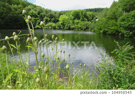 Tamurasou buds growing in clusters on the waterside [Wild plants/Komadori Pond] Sakuho Town, Nagano Prefecture 104958545