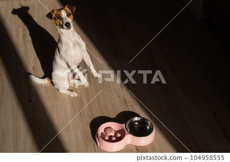 A double bowl for slow feeding and a bowl of water for the dog. Jack Russell Terrier dog near a pink plate with dry food on a wooden floor. A double bowl for slow feeding and a bowl of water for the dog. Jack Russell Terrier dog near a pink plate with dry food on a wooden floor. 104958555