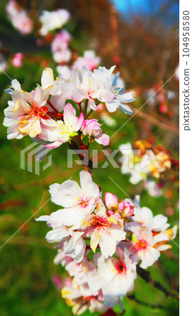 Scenery with cherry blossoms in October Scenery with cherry blossoms in October 104958580
