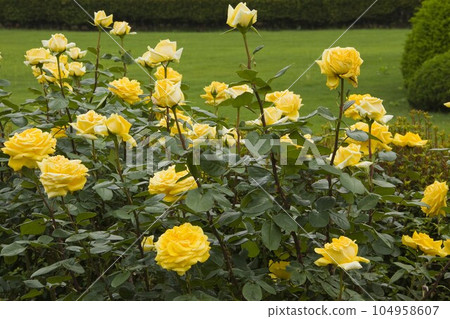 Rose (Gina Lollobrigita) at a park in Tokyo Rose (Gina Lollobrigita) at a park in Tokyo 104958607