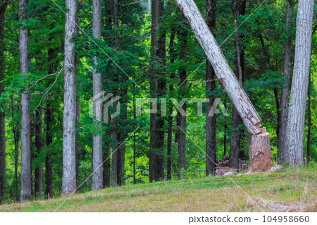 Woodcutter cut down tree it falls, causing the tree fall Woodcutter cut down tree it falls, causing the tree fall 104958660