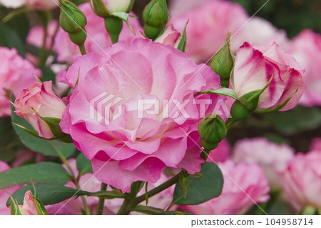 rose (strawberry ice cream) 104958714