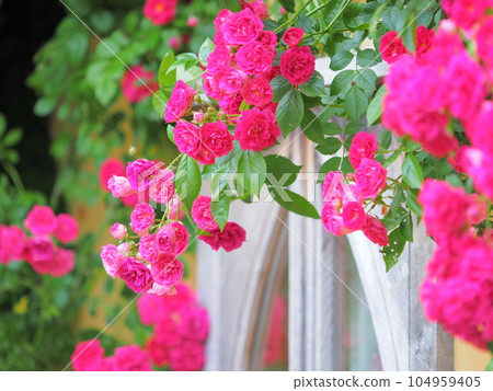 英式花園玫瑰園 英式花園玫瑰園 104959405